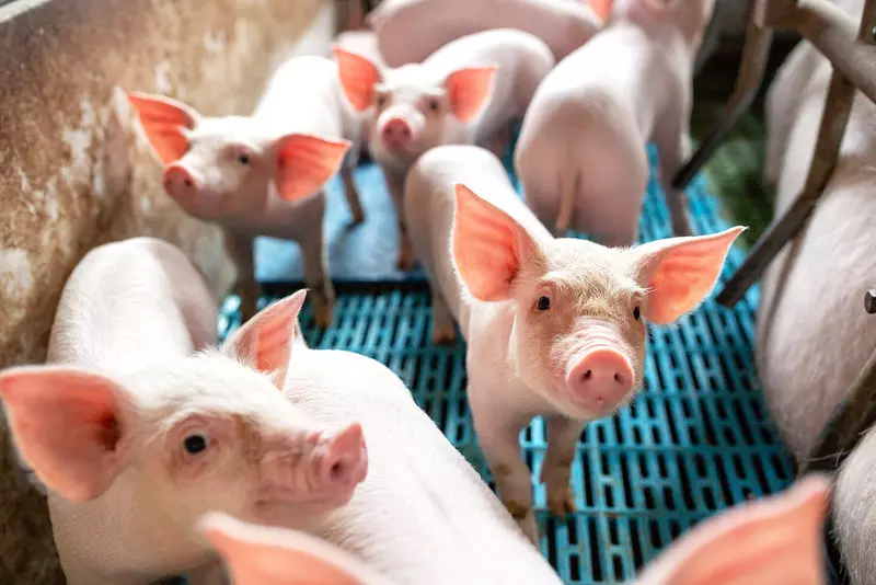 Due to the lack of butchers, up to 150,000 pigs can be slaughtered in farms