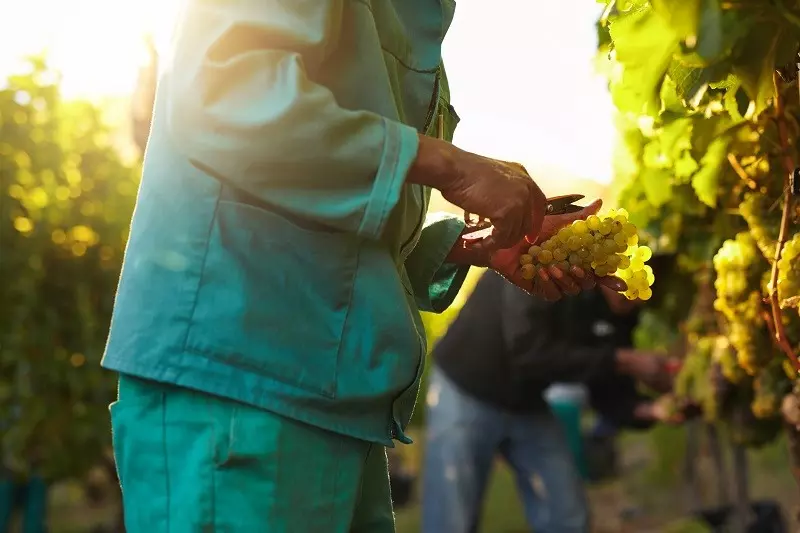 Vineyards, farms across EU raided in labor abuse crackdown