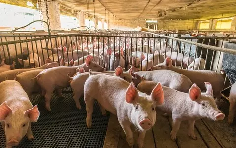 Hundreds of healthy pigs slaughtered amid UK shortage of abattoir workers