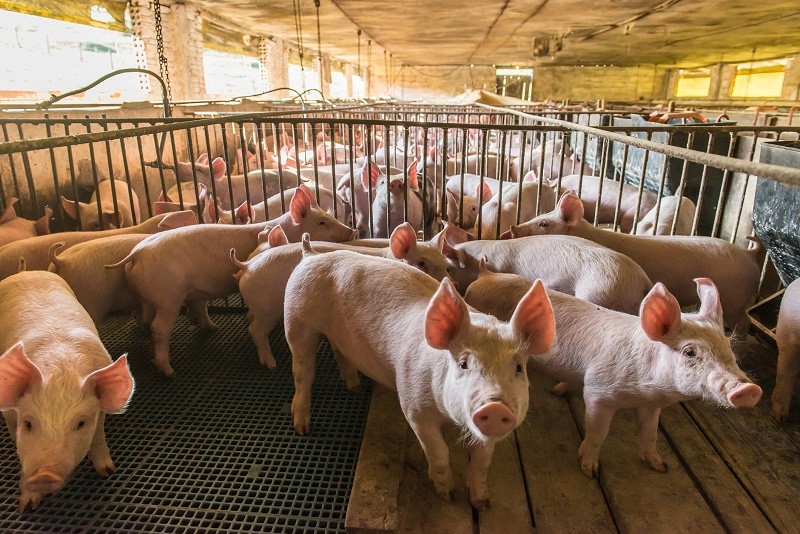 Hundreds of healthy pigs slaughtered amid UK shortage of abattoir workers