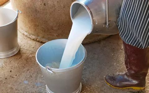 UK: Due to the lack of drivers, farmers have to pour out the milk