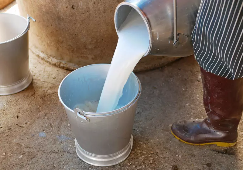 UK: Z powodu braku kierowców rolnicy muszą wylewać mleko