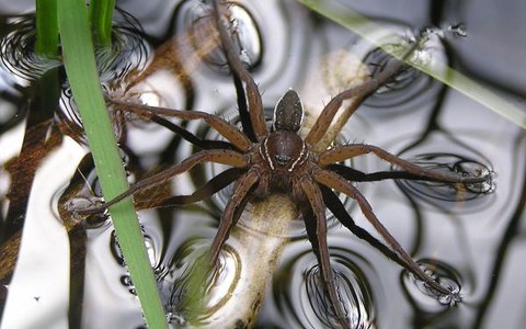 Setki pająków, które mogą osiągnąć wielkość szczurów, wypuszczone na wolność w Anglii i Walii