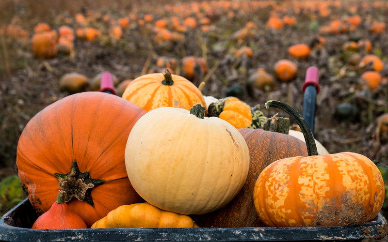 About 14.5 million pumpkins will be wasted in the UK during Halloween