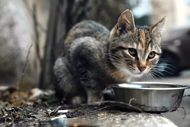 W UK jest blisko 250 tys. bezdomnych kotów
