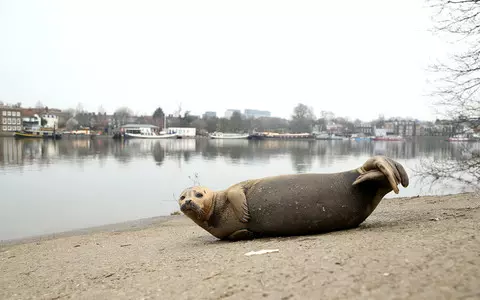 River Thames: Sharks and seahorses found living in waterway