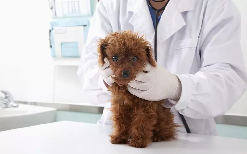 W UK po raz pierwszy wykryto koronawirusa u psa