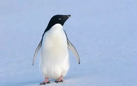 Rare Antarctic penguin accidentally travels 3,000km to New Zealand