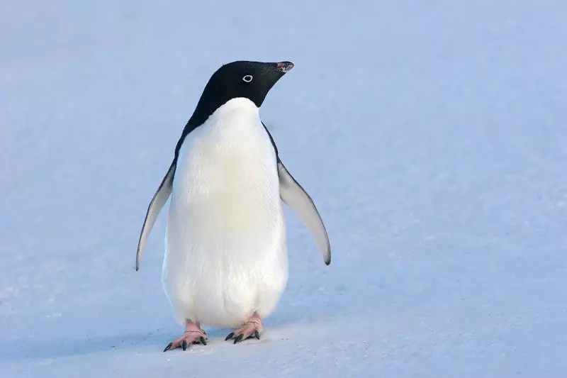 Pingwin przepłynął 3 tys. kilometrów. To "niepokojący znak"