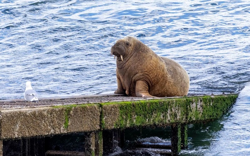Mors arktyczny widziany na plaży w Northumberland w Anglii