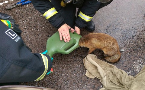 Londyn: Strażacy uratowali lisa. Miał głowę zaklinowaną w konewce