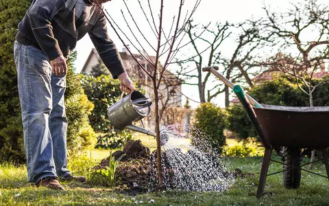 Climate change: Free tree offered to every Welsh household