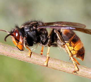 Deadly Asian hornets could be heading to Britain 