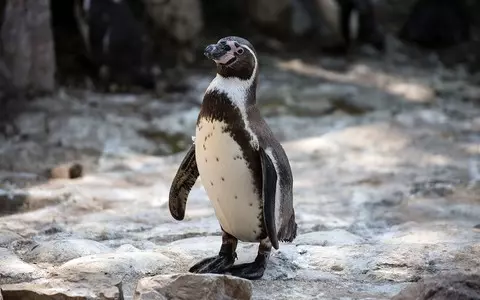 Penguins visited the residents of the English retirement home