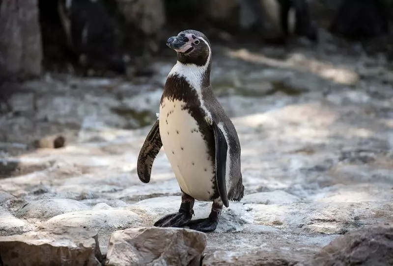 W angielskim domu spokojnej starości pensjonariuszy odwiedziły pingwiny