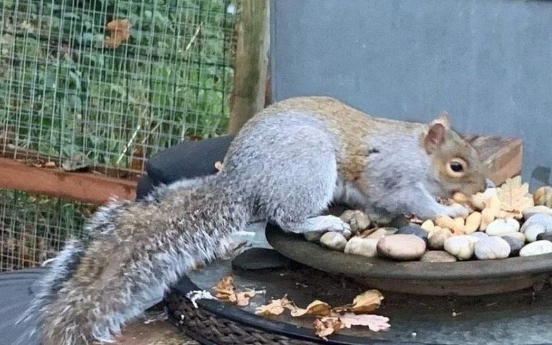 ‘Bloodthirsty’ squirrel attacks 18 people in small Welsh village in two-day Christmas rampage