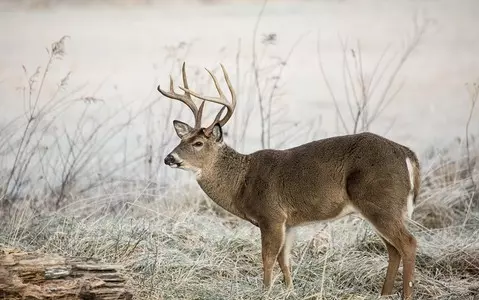 A third of Ohio deer test positive for COVID-19 virus