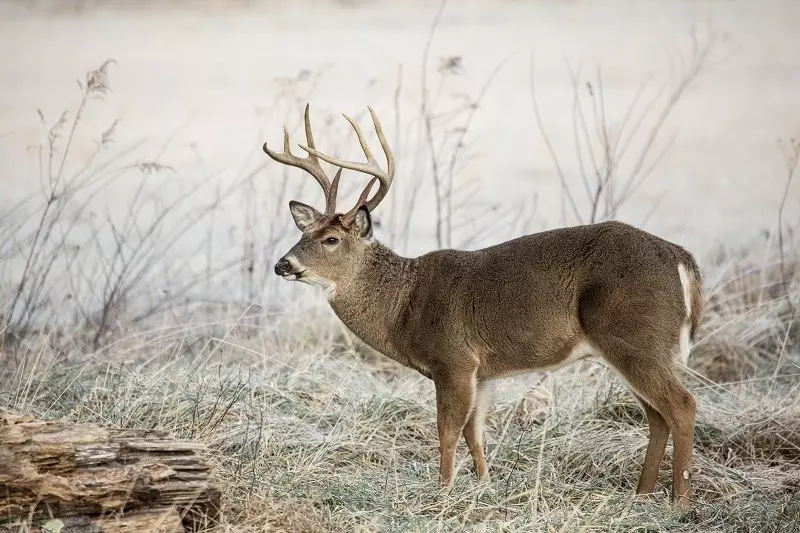 A third of Ohio deer test positive for COVID-19 virus