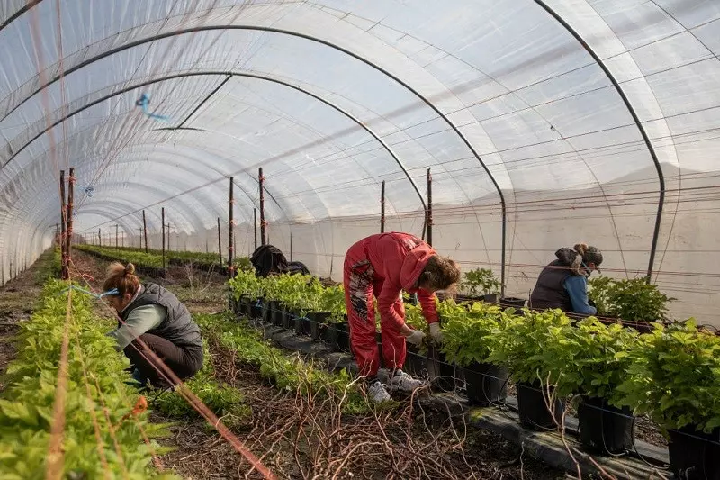 Rząd UK ułatwi zagranicznym pracownikom podjęcie pracy w rolnictwie