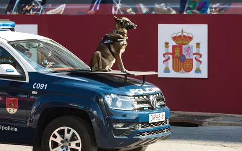 Spain: Pets become legal members of the family