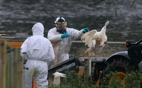 Bird flu jumps to human in South West after person tests positive for disease