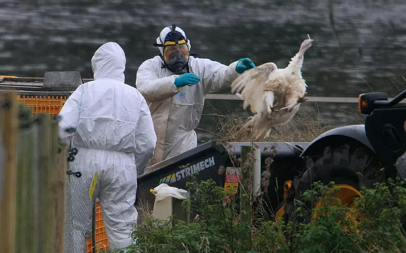 Pierwszy przypadek zakażenia człowieka ptasią grypą w UK