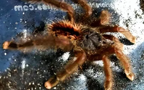 'More than they bargained for' Giant tarantula found on board London train