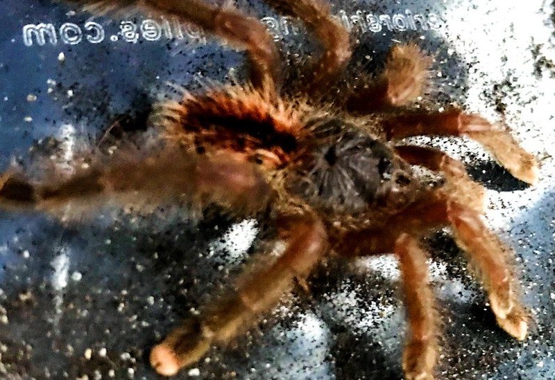 Wielka tarantula znaleziona w pociągu w centrum Londynu