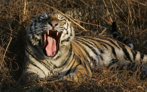 Tygrysy zabiły kobietę w zoo. Chciała uratować znajomą