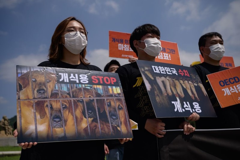 South Korea: Draft resolution to ban eating dog meat in Seoul