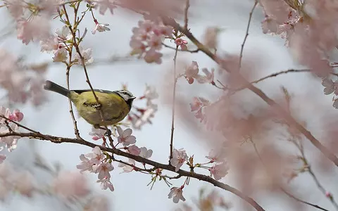 Climate change: UK plants now flowering a month earlier