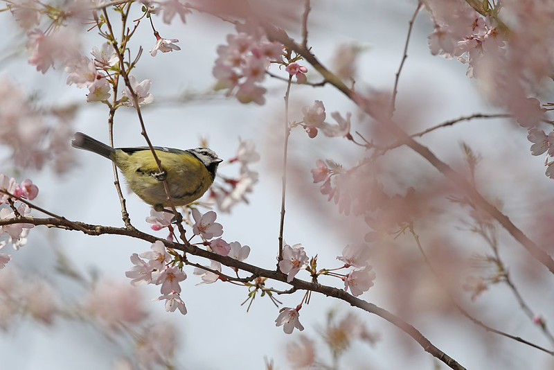 Z powodu zmian klimatycznych rośliny w Wielkiej Brytanii kwitną obecnie niemal miesiąc wcześniej