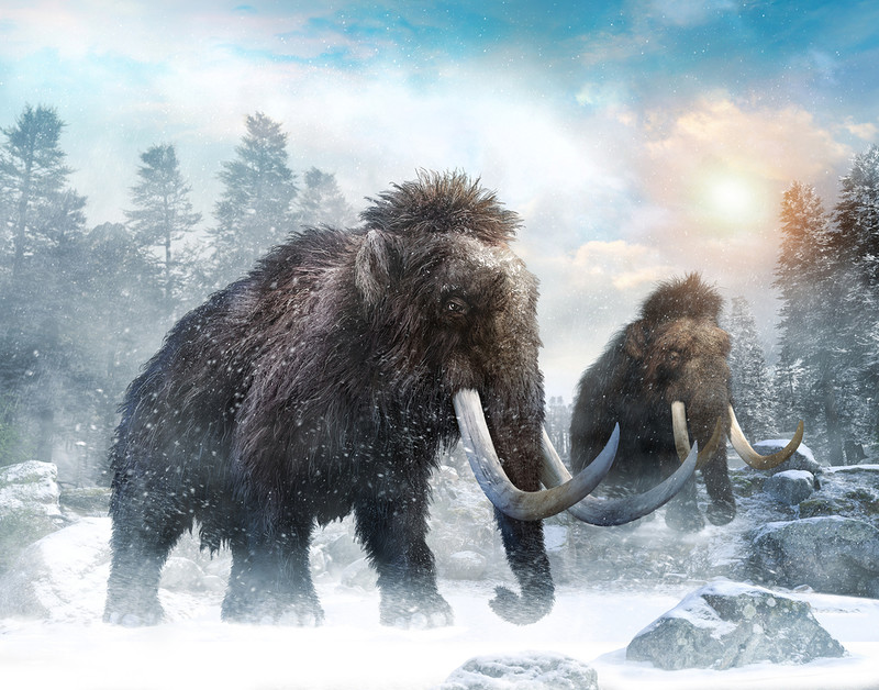 Woolly mammoth and other Ice Age remains found in Devon