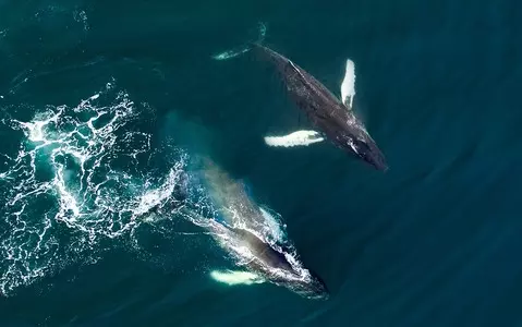 Iceland plans to end whaling by 2024