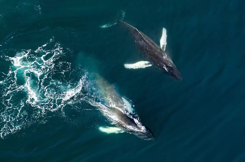 Islandia planuje skończyć z połowem wielorybów od 2024 r.