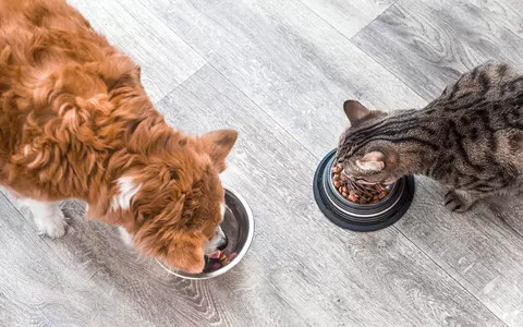 Netherlands: Company makes dog and cat food from insects