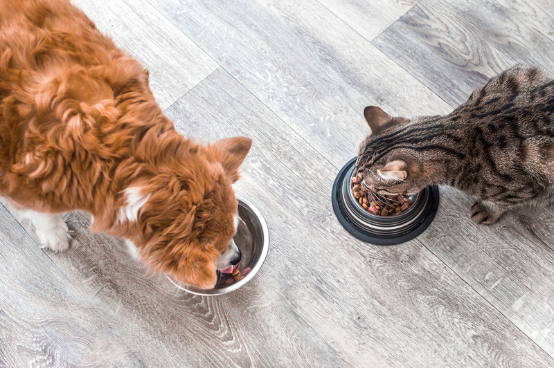 Netherlands: Company makes dog and cat food from insects