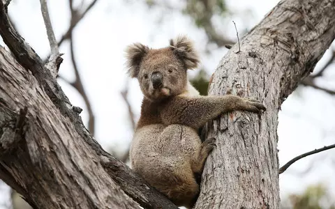 Australia: Koalas have been declared an endangered species by authorities