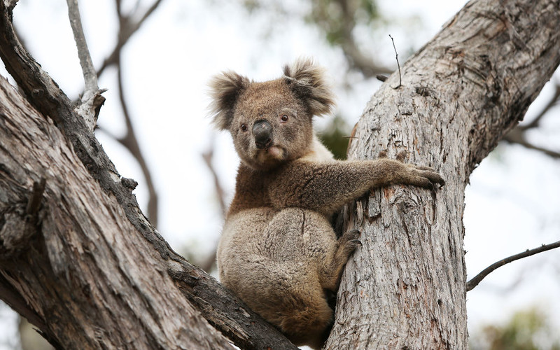Australia: Koalas have been declared an endangered species by authorities