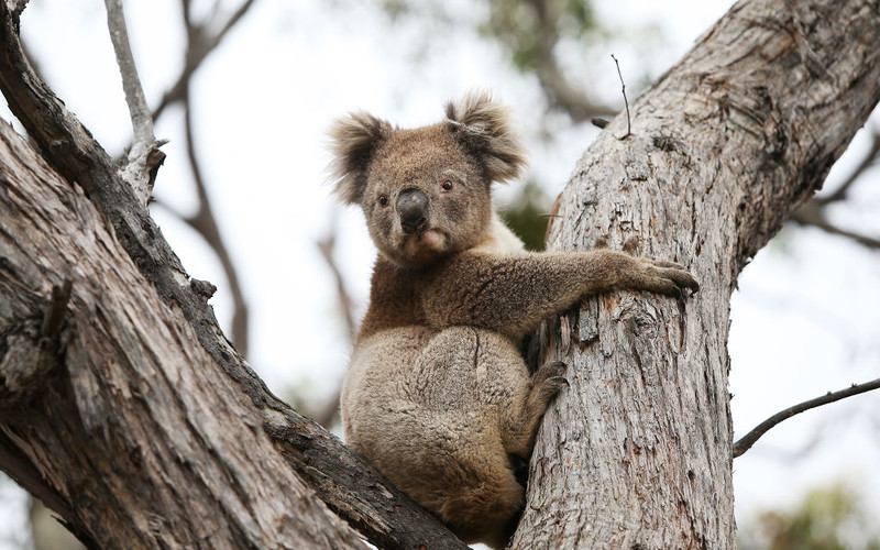 Australia: Koale zostały uznane przez władze za gatunek zagrożony wyginięciem