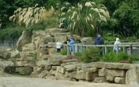 Dublin Zoo launches probe after young boy is photographed inside rhino enclosure