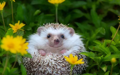 Hedgehog population plummets in UK countryside, research suggests