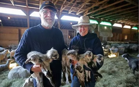 Canadian farmer gives birth to sheep heifers twice in three days