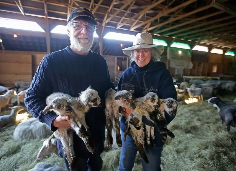 Canadian farmer gives birth to sheep heifers twice in three days