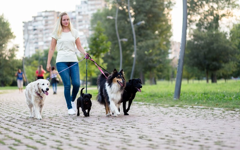 There is a growing demand for petsitters in Poland