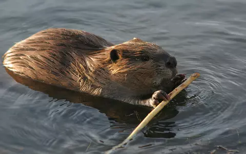 Beavers back in London after 400-year absence