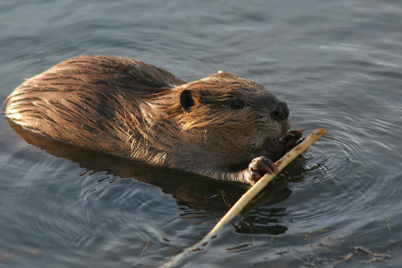 Beavers back in London after 400-year absence