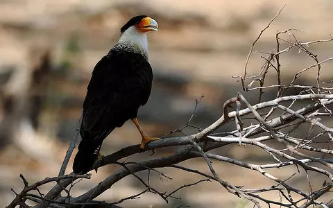 Bird of prey Jester that escaped from London Zoo ‘not a threat to dogs’