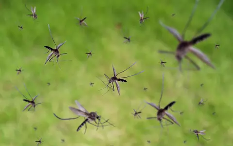 Americans have released billions of genetically modified mosquitoes