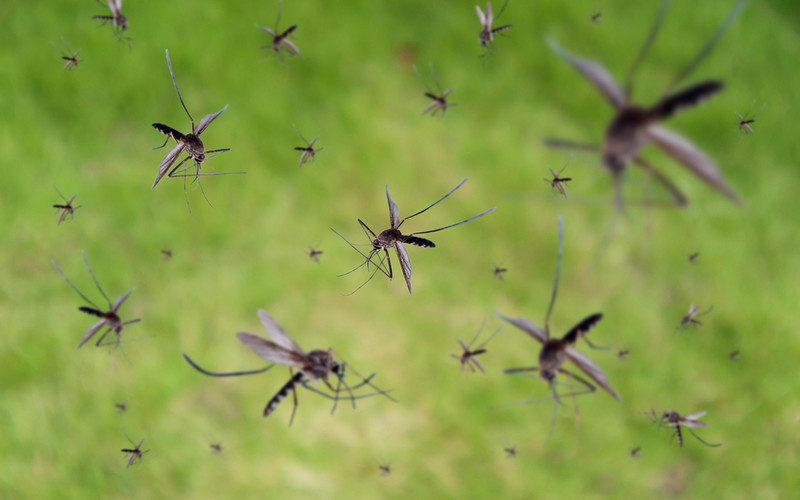 Americans have released billions of genetically modified mosquitoes